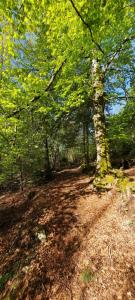 Maisons de vacances GITE DES 3 JONQUILLES : photos des chambres