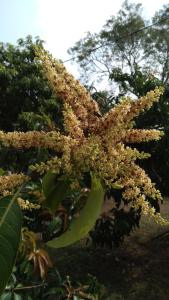 Serenity Villa Anuradhapura