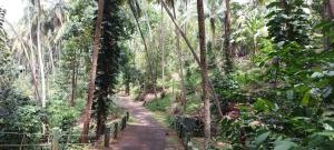 Windy Ridge Kandy