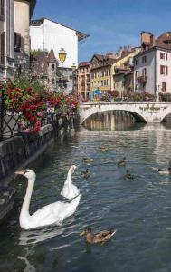 Alpin Mimosa 5 min vieille ville