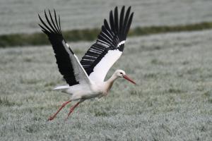 Bij De Kei Appelscha