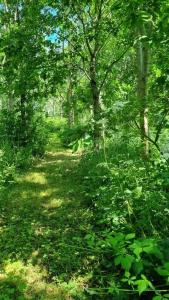 Little Hallegan-with private woodland