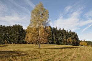 Apartmány IMLADRIS, Hotel u pralesa