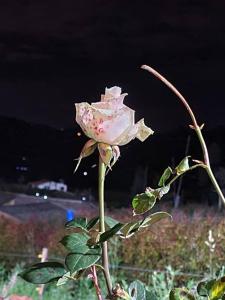 Cabaña Campestre Montreal