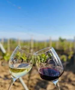 House of wine Sušac - Služanj