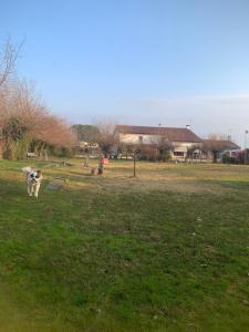 Agriturismo il Podere Vedelago con San Bernardo, Alpaca e una Pentola di cose da scoprire