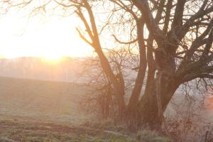 Campings Etangs du Moulin : photos des chambres