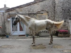 Maisons de vacances gite des Ecuries du Seillery : photos des chambres