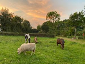 B&B / Chambres d'hotes Au Vieux Moulin : photos des chambres