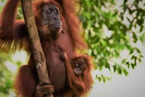 Lucky BambooBungalows and Orangutan Jungle Trekking Tours