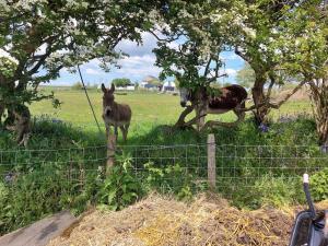 Converted rural stone cottage, Swansea