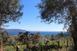 Relax in the Olive Grove