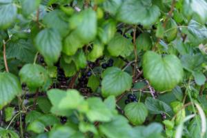 Free Bikes, WiFi, AC, Garden, 2 Beds