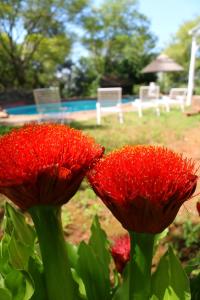 Relaxing Mountain FarmStay w hikes, boma, pool