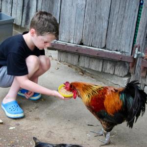 Maisons de vacances Gite Fraise - Les Gites de la Lohuas : photos des chambres