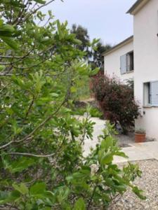 Maisons de vacances Tres belle Villa familiale Cap Corse : photos des chambres