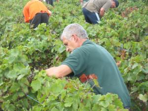 B&B / Chambres d'hotes Les Glycines - Domaine Gilles Coperet : photos des chambres