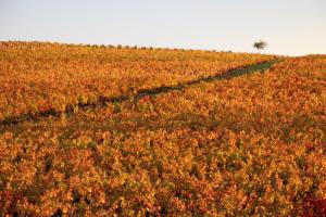 B&B / Chambres d'hotes Les Glycines - Domaine Gilles Coperet : photos des chambres