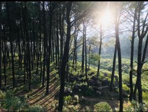 Himalayan Retreat
