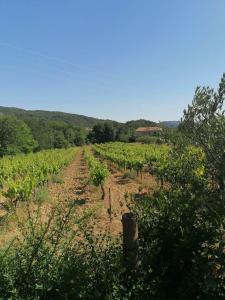 Maisons de vacances Gite les vignes avec piscine proche du Ventoux : photos des chambres