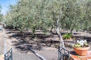 Villa Ninina nel Cuore del Parco dell’Etna x10