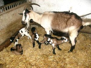 Libiseller Anita Unterhub