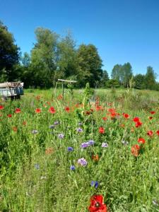 Maisons de vacances Le gite du pre dorė : photos des chambres