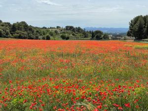 Appartements Fleurs de Provence : photos des chambres