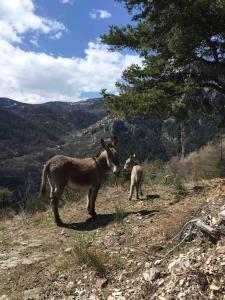 Maisons de vacances Chalet Les 3 Flocons Roure : photos des chambres