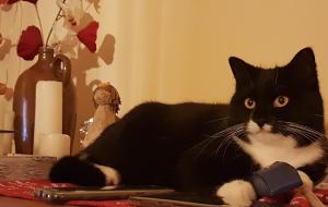 Ferienwohnungen Hering