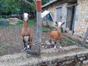 B&B / Chambres d'hotes Le petit Permadise : photos des chambres