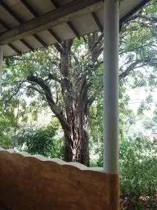 Kon Tree Shade - Tittawelgolla