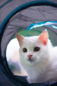 iGo Glamz 爱狗露营 Pet Friendly Glamping