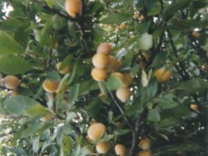 Charmante maison historique avec jardin à Vadelaincourt - Charme, cheminée, et sérénité - FR-1-585-67