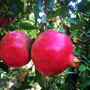 Cirali Armira Bungalow