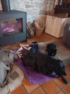 B&B / Chambres d'hotes B&B Buddleja : photos des chambres