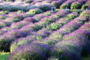 Appartements Fleurs de Provence : photos des chambres