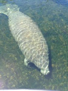 4BR Private Dock, Warm Spring Canal, Kayaks, Canoe