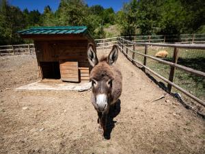 Campings Camping La Ferme de Castellane : photos des chambres