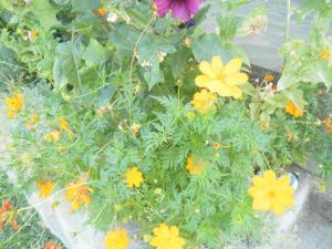Mirsini Apartments Nisos-Samothraki Greece