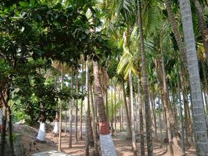 Green Woods Resort Near Kashid beach