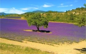 Maisons de vacances Beautiful Home In Aubignan With Outdoor Swimming Pool, Wifi And 2 Bedrooms : photos des chambres