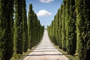 Fattoria Colsanto - Torre del Colle