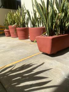 Nomada Hostel Oaxaca - Vive nómada!