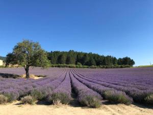 Maisons de vacances Entre lavande et oliviers : photos des chambres