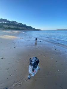 Salty Paws Dog Friendly Luxe Cottage