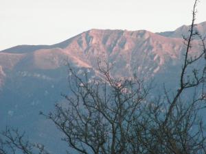 Garofita Pietrei Craiului