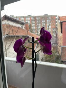 Apartman Afrodita Lux 1