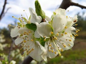 Apartamentos Rurales Tierras de Granadilla