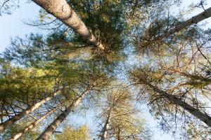 Maisons de vacances Au Pre de l'Arbre : photos des chambres